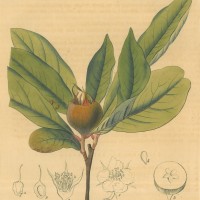 FRÜCHTE. - Mispel. Picture 1