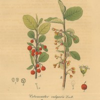 FRÜCHTE. - Mispel. Picture 1