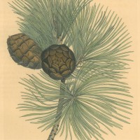 BÄUME. - Kiefer. Bild 1
