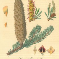 BÄUME. - Tanne. Picture 1