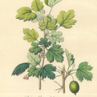 FRÜCHTE. - Stachelbeere. Picture 1