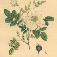BLUMEN. - Rosen. - Erdrosen. Picture 1