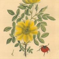 BLUMEN. - Rosen. Bild 1