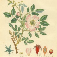 BLUMEN. - Rosen. - Zaunrose. Picture 1