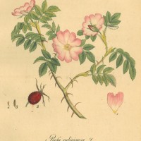 BLUMEN. - Rosen. - Weinrose. Picture 1
