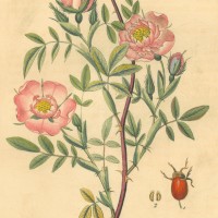 BLUMEN. - Rosen. - Zimtrose. Picture 1