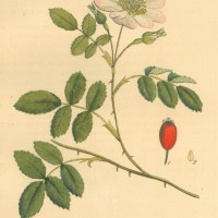 BLUMEN. - Rosen. - Zaunrose. Bild 1