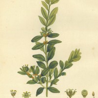 PFLANZEN. - Buchsbaum. Picture 1