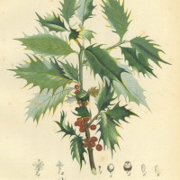 BÄUME. - Stechpalme. Bild 1