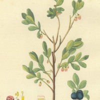 FRÜCHTE. - Heidelbeere. Picture 1