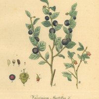 FRÜCHTE. - Heidelbeere. Picture 1
