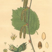 BÄUME. - Haselnuss. Bild 1