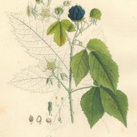 FRÜCHTE. - Brombeere. Picture 1