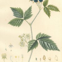 FRÜCHTE. - Brombeere. Bild 1