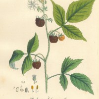 FRÜCHTE. - Himbeere. Picture 1