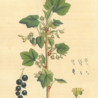 FRÜCHTE. - Johannisbeere. Picture 1