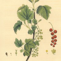 FRÜCHTE. - Johannisbeere. Picture 1