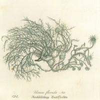 PILZE. - Flechte. Bild 1