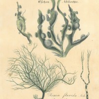 PILZE. - Flechte. Bild 1