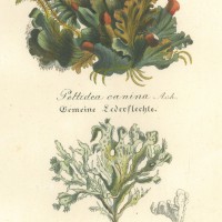 PILZE. - Flechte. Bild 1