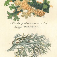 PILZE. - Flechte. Bild 1