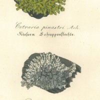 PILZE. - Flechte. Picture 1