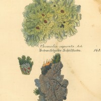 PILZE. - Flechte. Bild 1