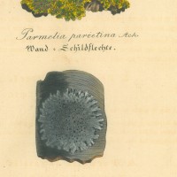 PILZE. - Flechte. Bild 1