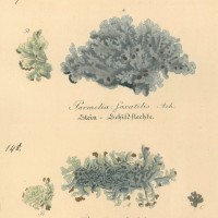 PILZE. - Flechte. Bild 1