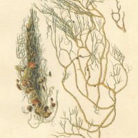 PILZE. - Flechte. Picture 1