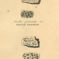 PILZE. - Flechte. Picture 1