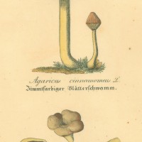 PILZE. - Blätterpilz. Picture 1