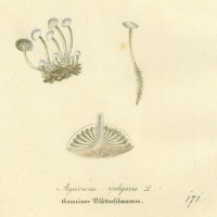 PILZE. - Blätterpilz. Picture 1