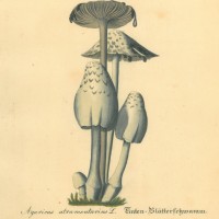 PILZE. - Blätterpilz. Bild 1