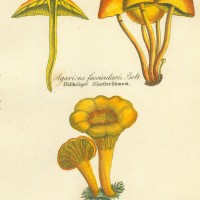 PILZE. - Blätterpilz. Picture 1