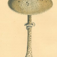 PILZE. - Blätterpilz. Bild 1