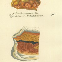 PILZE. - Faltenschwamm. Picture 1