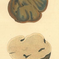 PILZE. - Löcherschwamm. Bild 1