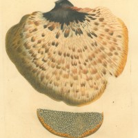 PILZE. - Löcherschwamm. Bild 1