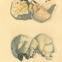 PILZE. - Löcherschwamm. Bild 1