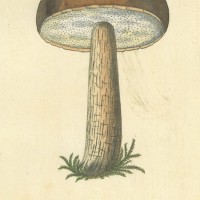 PILZE. - Löcherschwamm. Bild 1