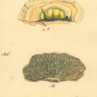 PILZE. - Eichen-Wirrling. Bild 1