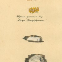 PILZE. - Stachelpilz. Bild 1