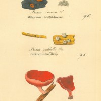 PILZE. - Schüsselpilz. Picture 1