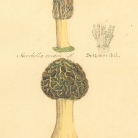 PILZE. - Morchel. Bild 1