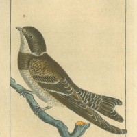 Picture 1