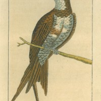 Picture 1