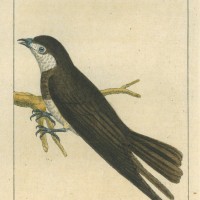 Picture 1