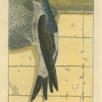 Picture 1