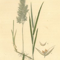 PFLANZEN. - Gräser. - Roßgras. Picture 1